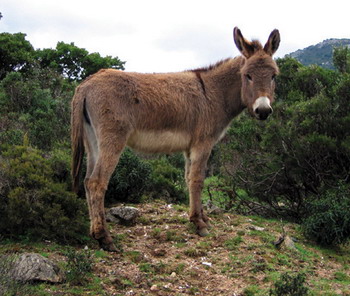Paysage Sardaigne