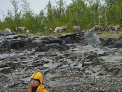 Les rennes prennent possession de la berge une fois que nous quittons le bivouac