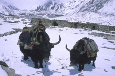 Shimshal-AskoleLes yacks font la fierté des villageois de Shimshal et sont utilisés volontiers comme bêtes de somme