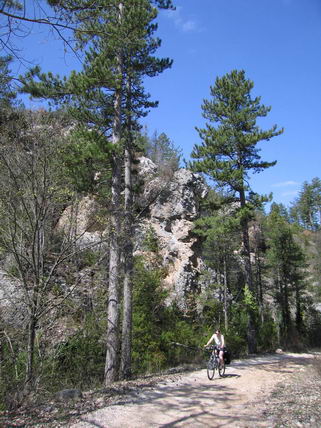 velo piste grands arbres