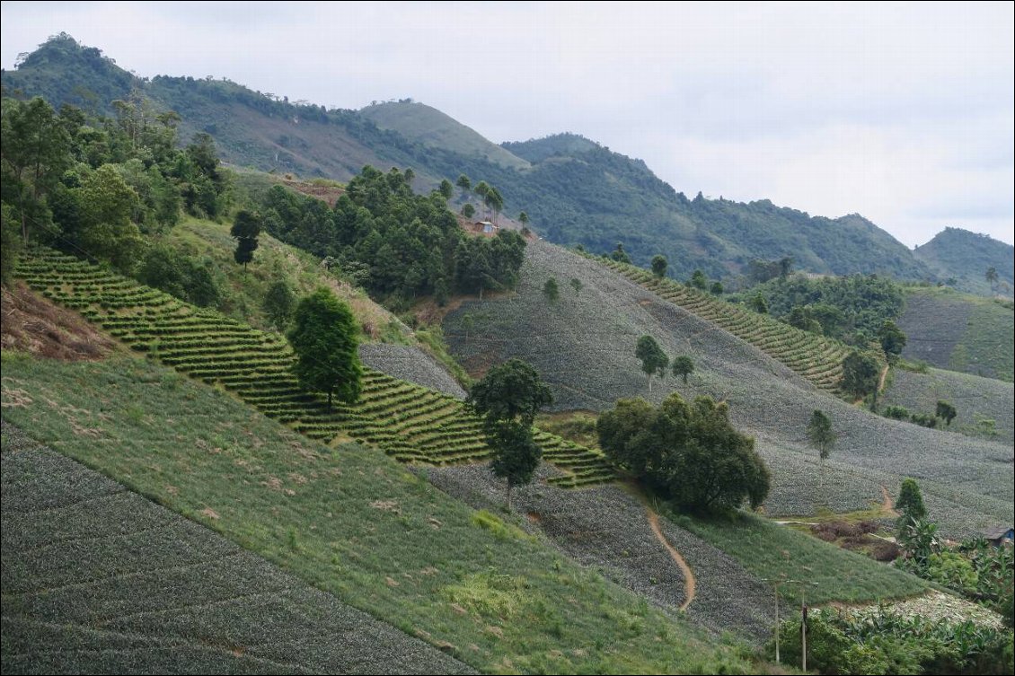 Les champs d'ananas et les plantations de thé recouvrent les flancs des montagnes du nord Vietnam