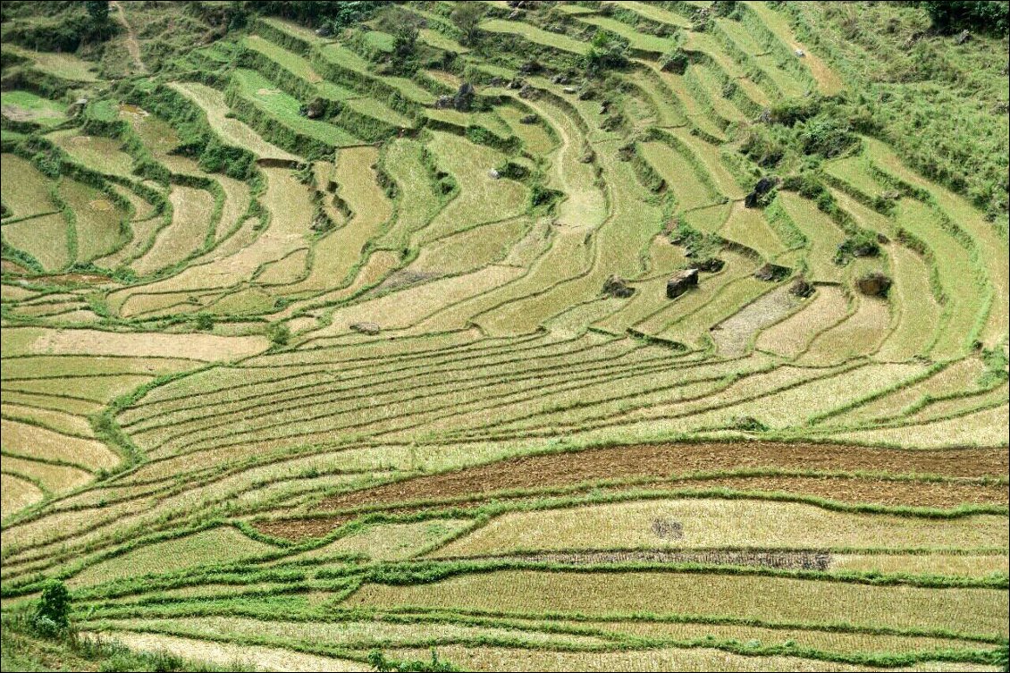 Les rizières en terrasse du nord Vietnam