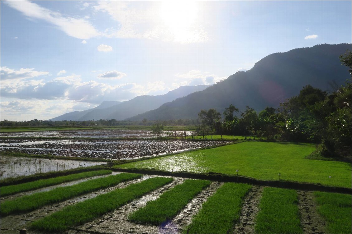 Les rizières commencent à être en eau, région de Champasak
