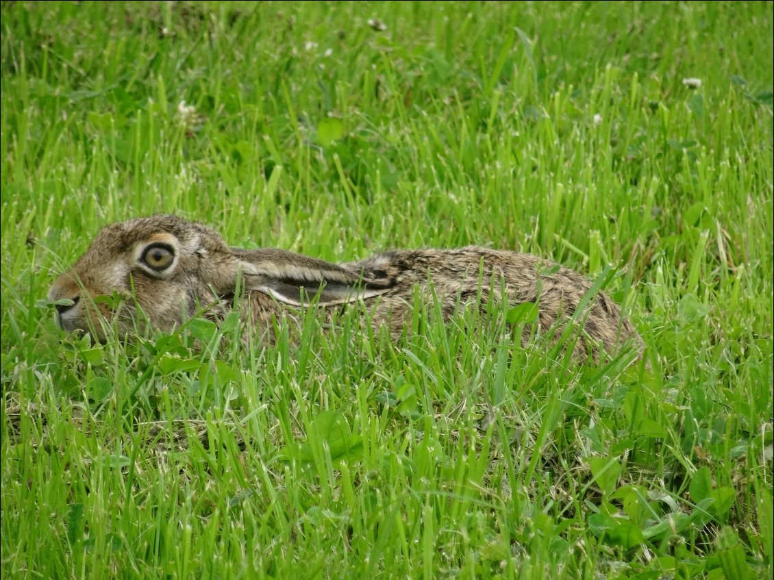Un lièvre tapi dans l’herbe. Pour qui prend le temps, le Danemark déborde de vie animale.