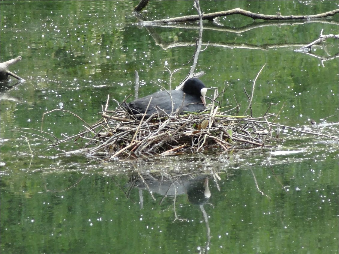 Gallinule poule d'eau qui prépare son nid sur l'étang de Mauves.