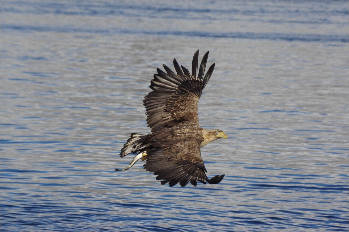 Aigle marin aux Lofoten
Photo : Joseph Gaudard
Voir son site Web trekhorizon