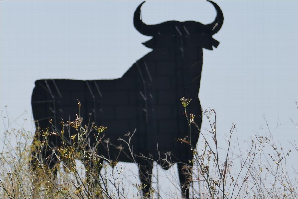 Le fameux "toro" qui orne les routes espagnoles