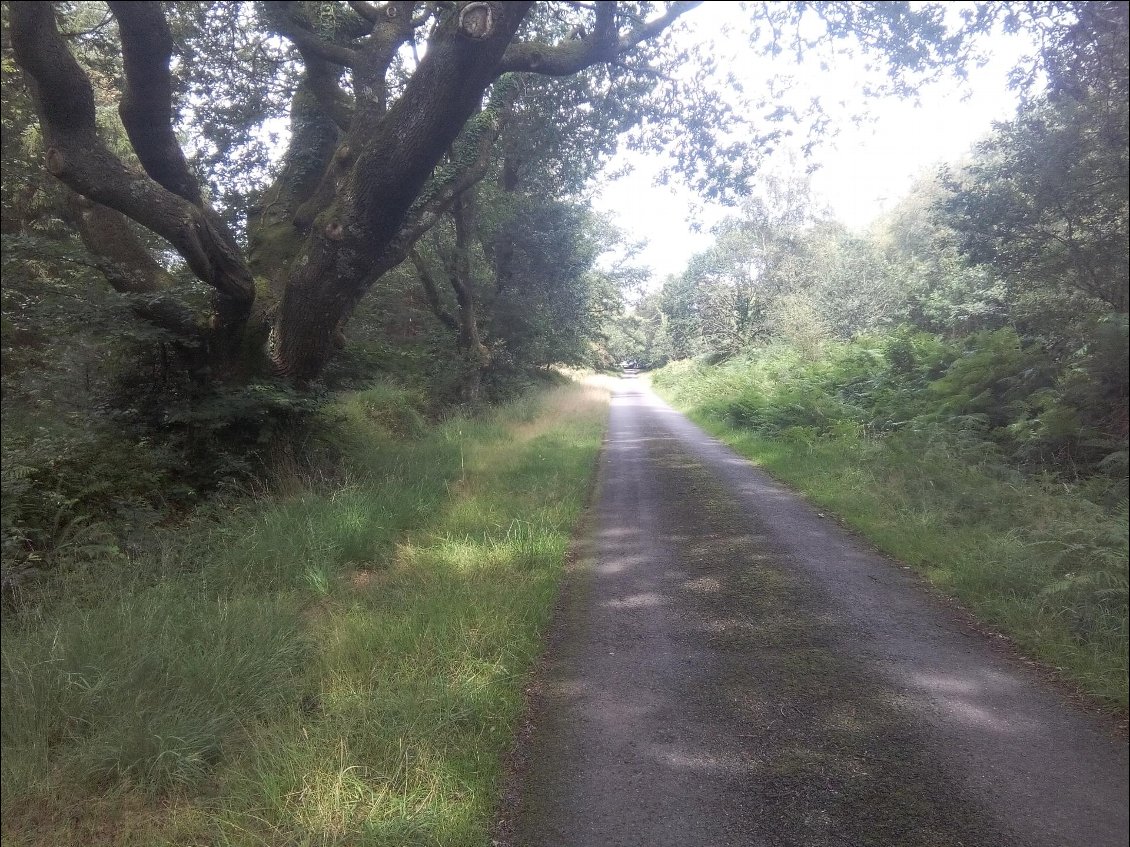 Petite route Anglaise bordée de vieux arbres.