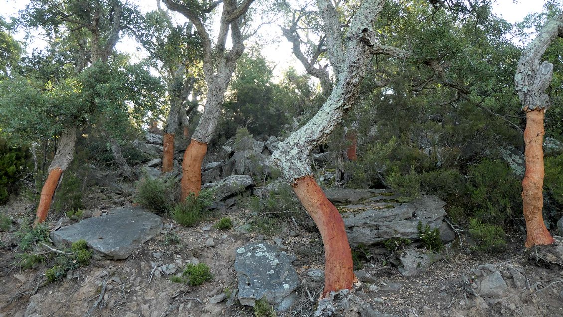 Exploitation du chêne liège près du Perthus, versant espagnol.