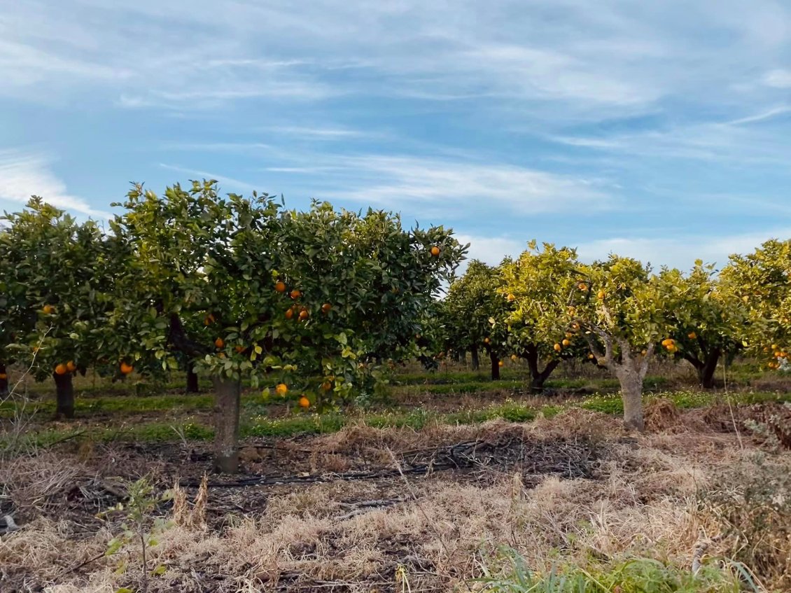 Jour 18 : Les champs d'oranger sont à perte de vue et remplis d'oranges en cette saison.