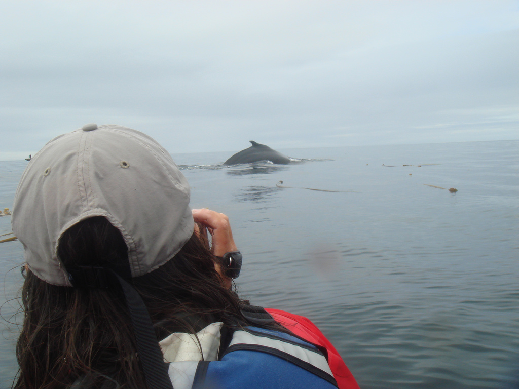 Baleine Queen Charlotte