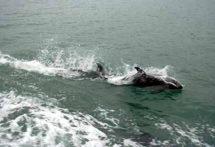 patagonie cordillera darwin dauphins patagonie cordillera darwin dauphins