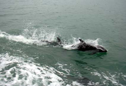 patagonie cordillera darwin dauphins