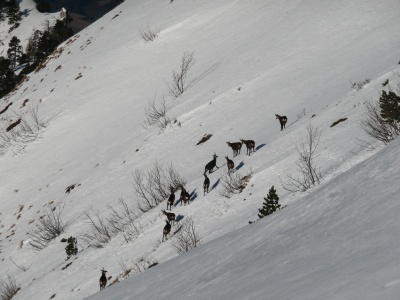 Chamois sur les contreforts de Glandasse Chamois sur les contreforts de Glandasse