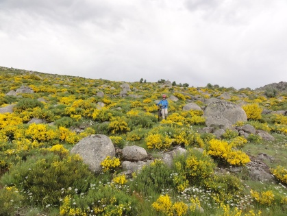 A travers champs et genêts du mont Lozère