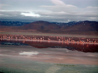 Région du sud Lipez, les flamands abondent dans les lagunas colorées