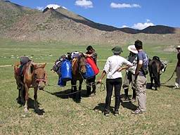Mongolie, chevaux bâtés