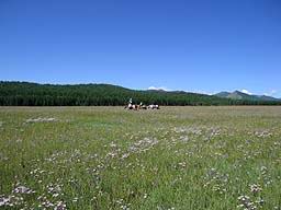 “MONGOLIE-prairie