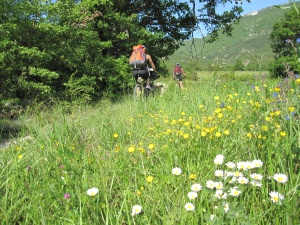 Les tiques attendent dans les herbes et grimpent sur les "supports" qui passent. Ici au printemps dans les Alpes de Haute Provence