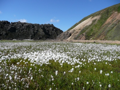 Landmannalaugar : linaigrettes