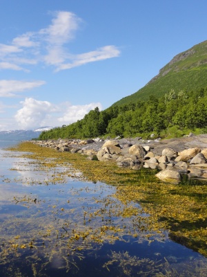 Ile de Reinøya (l'île des rennes)