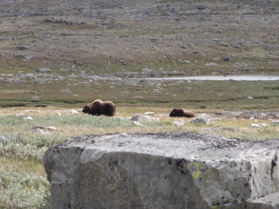 Boeufs musqués croisés dans le parc