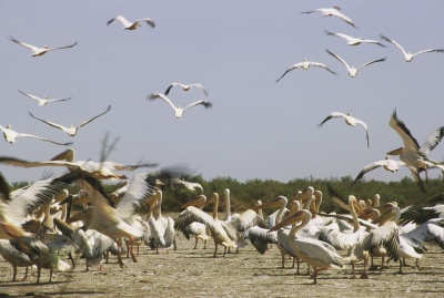 Kayakafrica_pelican