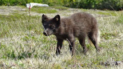 Renard polaire