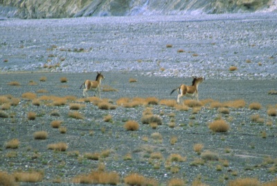 Shimshal-Askole