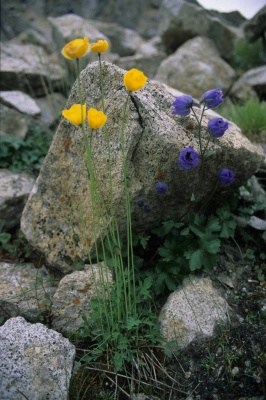 Shimshal-Askole