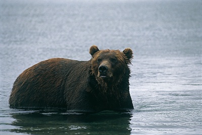 Excellents nageurs, les ours bruns n’hésitent pas à pêcher en eaux profondes, ni même à traverser le lac à la nage (ici le lac Kourilskoïe)