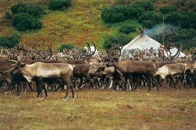 Les Evènes, nomade du Kamtchatka