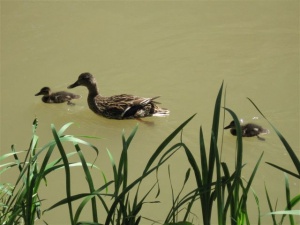 Canal du Midi à vélo en famille