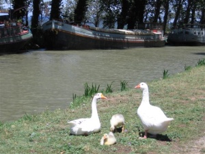 Canal du Midi à vélo en famille