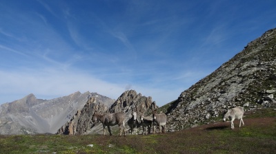 Faune locale au col Large (haute Ubaye)