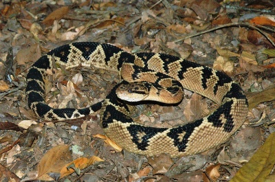 Lachesis muta en Bolivie