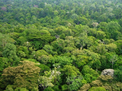 La canopée en Guyane