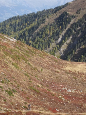 Descente au milieu des myrtilles