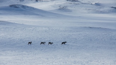 Kungsleden