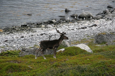 Norvege Lofoten Velo