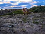 SupervagabondS en Laponie Suédoise