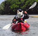 L'Allier et la Loire en kayak gonflable avec un chien
