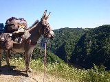 La Dordogne avec nos ânesses