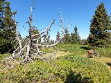 Rando avec 2 ânes et 3 enfants dans le Vercors durant 6 jours