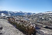 Trolltunga et cie (Norvège)