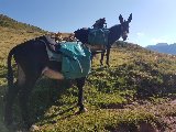 2022-07-Rando pyrénnée avec 2 ânes