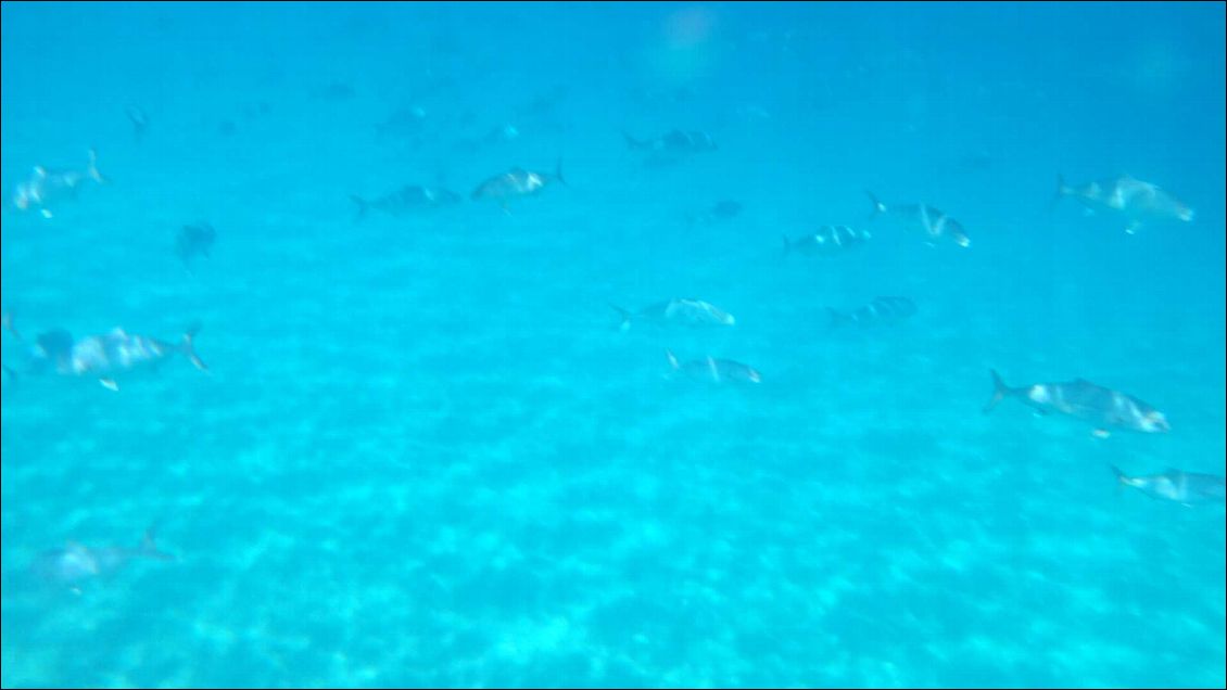 La mer est si calme que l'on voir les poissons comme avec le masque. Une ronde de sérioles de 40cm environ tourne autour de mon kayak