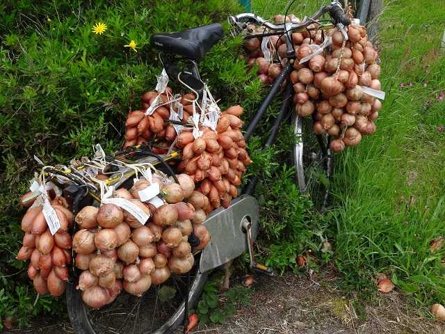 En roue libre de la Bretagne aux Orcades.