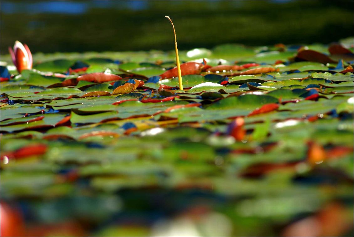 Lac de Lacanau en kayak