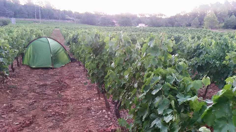 Je n'ai pas trouvé de camping à Entrecastaux, ni au Thoronet, donc ...bivouac dans les vignes :)